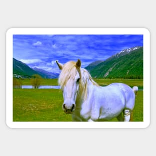 Horse in Wonderland / Swiss Artwork Photography Sticker